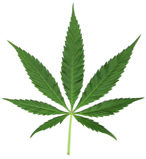 La Marihuana podría matar las células cancerígenas